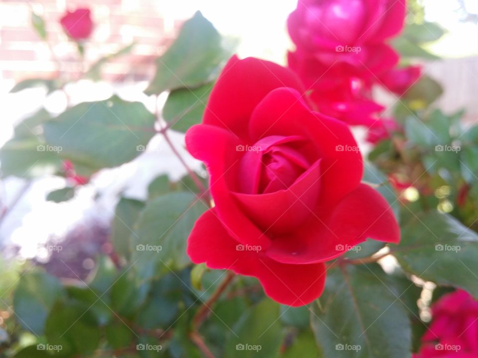 Red roses on a rose bush in the sunlight