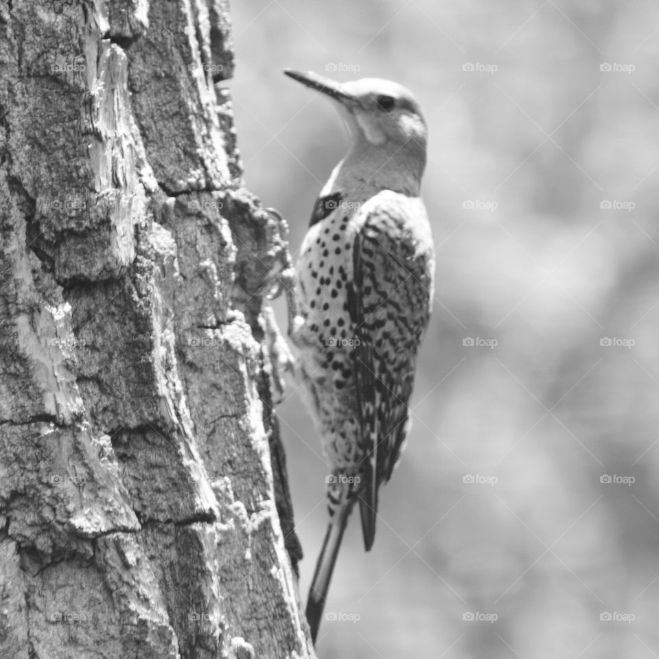 Northern flicker in black and white 