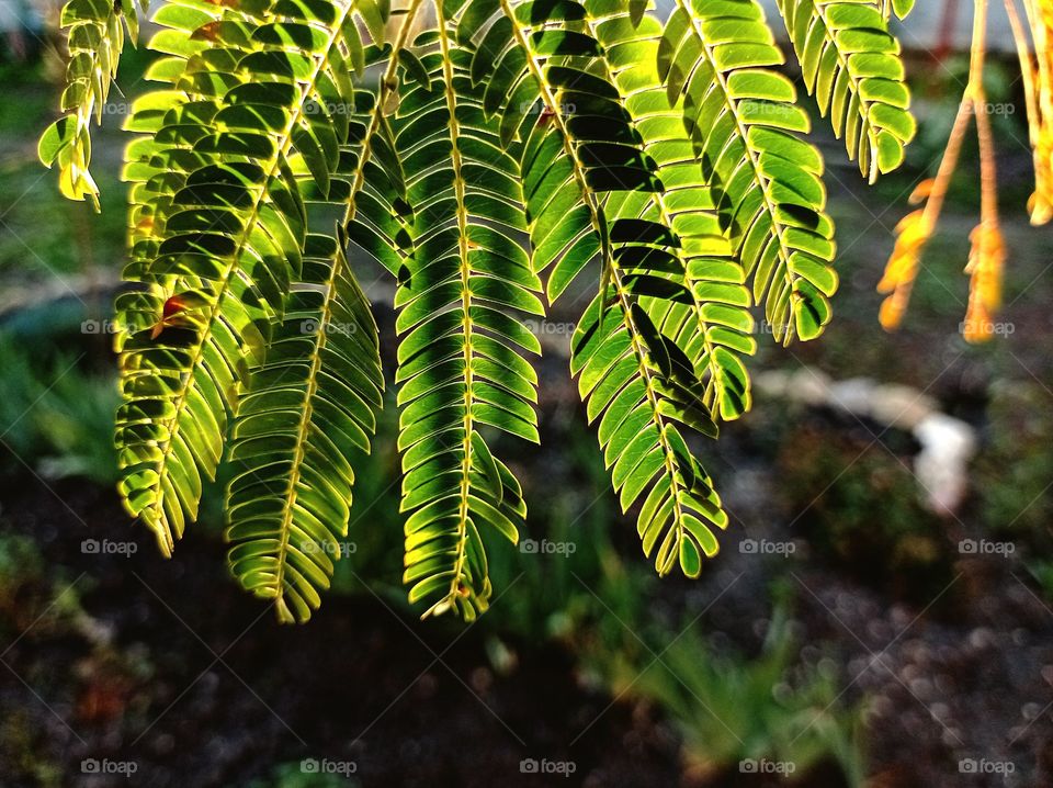A branch of acacia, and sunlight. garden.