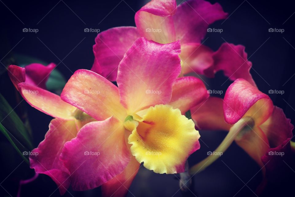 Orchids 