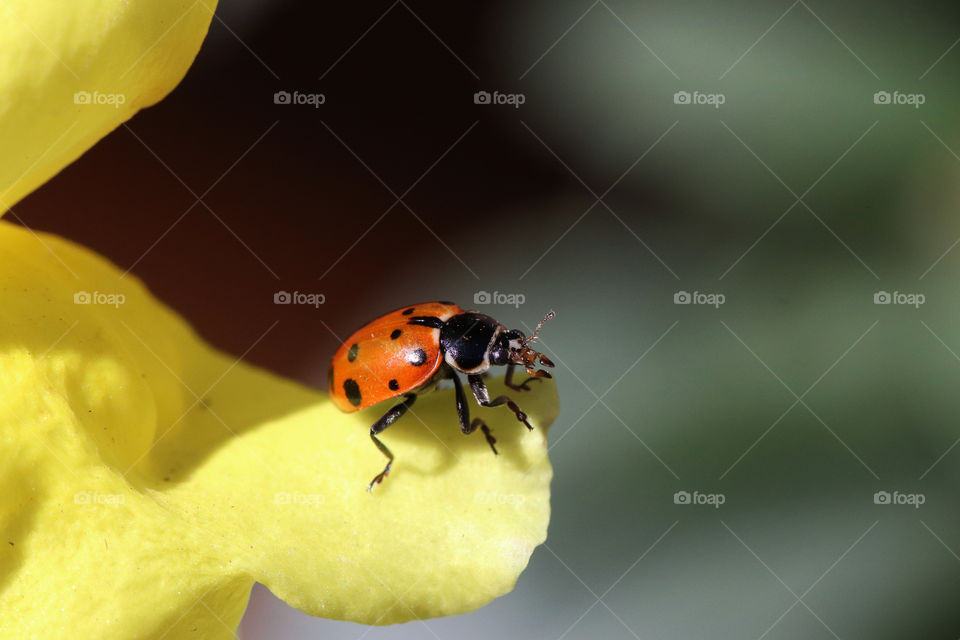 Ladybug sitting on a yellow flower