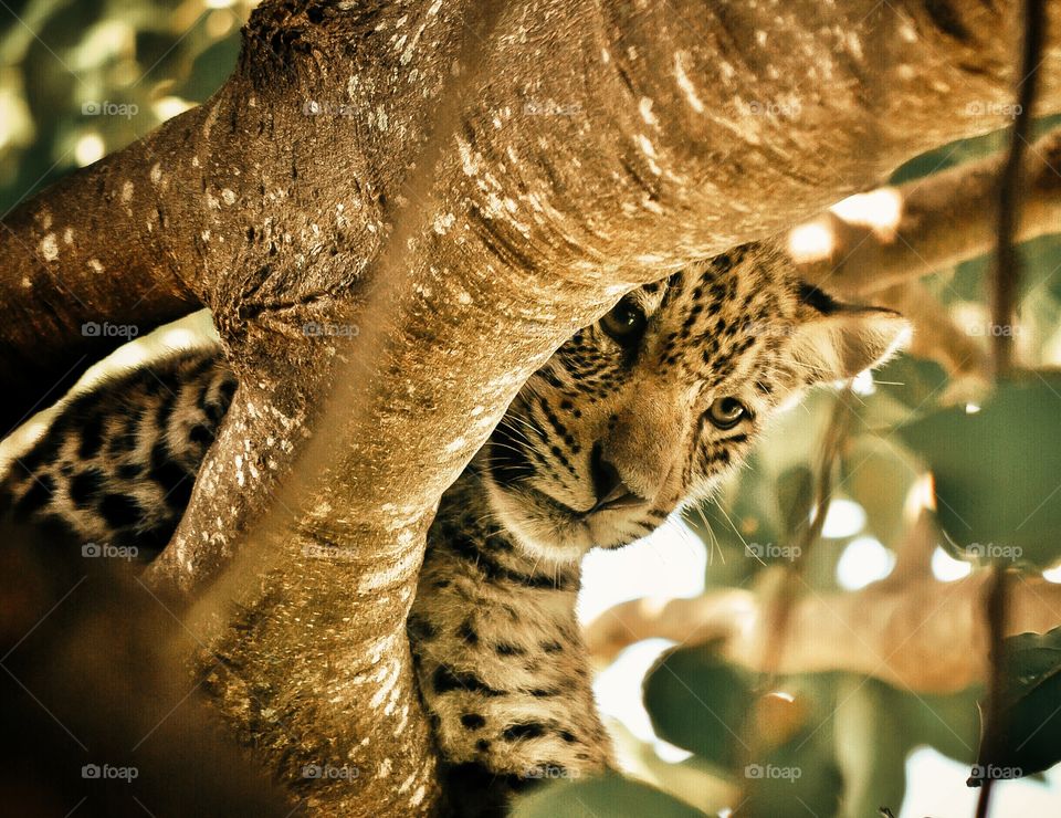 Filhote de onça pintada em árvore (Pantanal MS)
