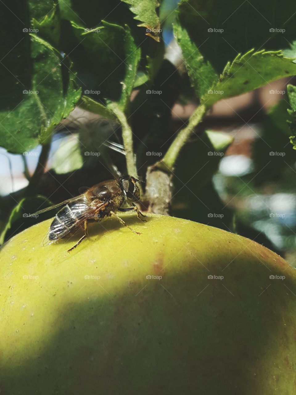 Bee on apple