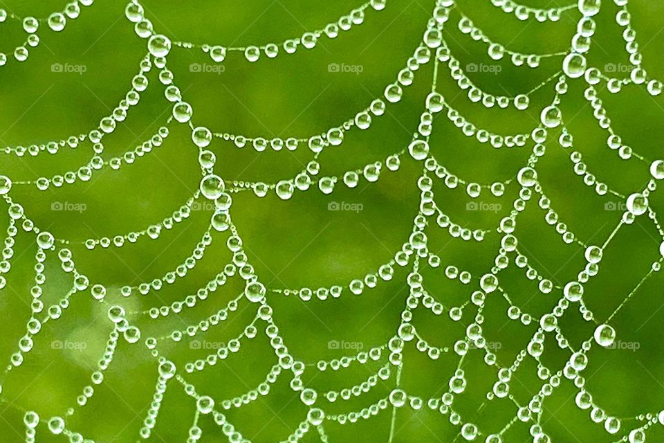 Early morning dew on a spiderweb 