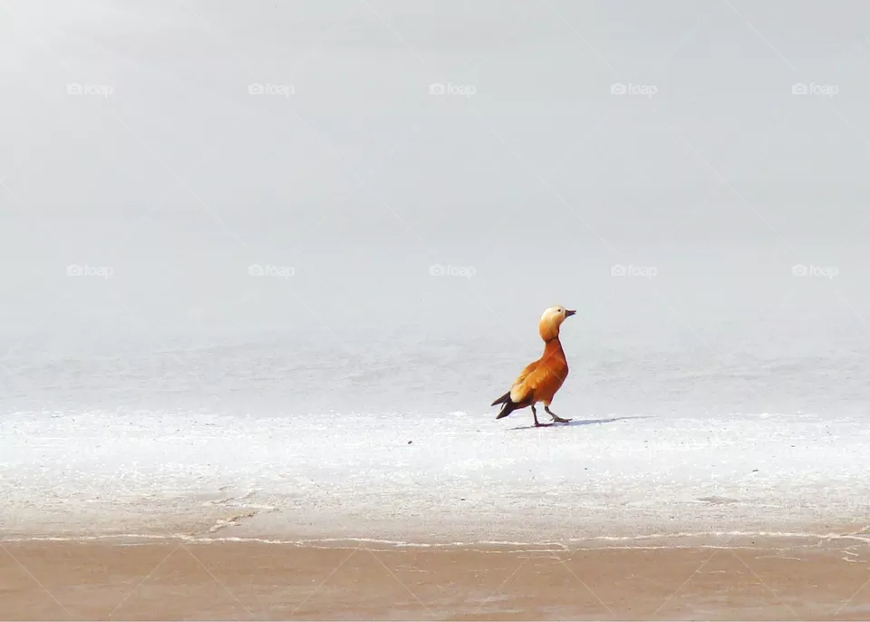 Bird