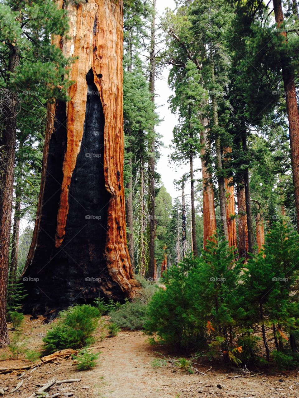 Charred sequoia giant standing among friends 