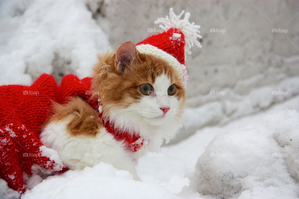 Christmas cat
