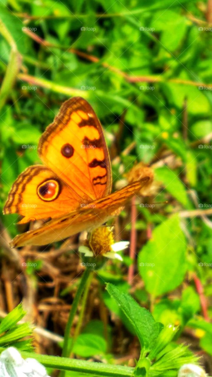 This beautiful butterfly is very agile and difficult to take pictures