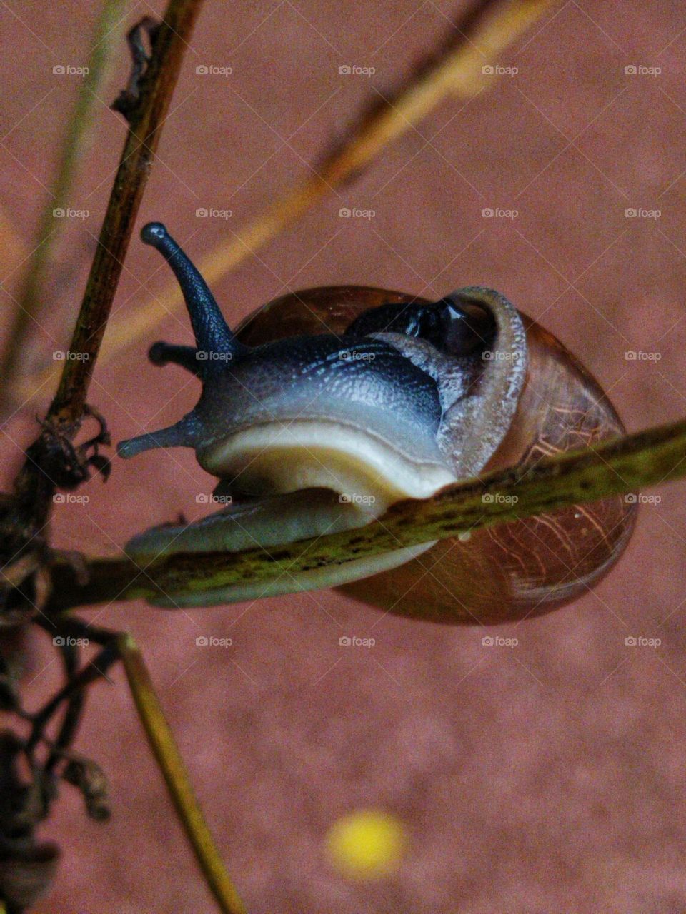 Snail in the park.