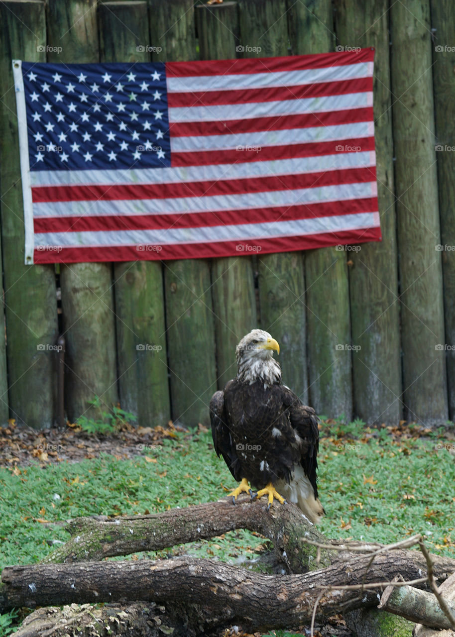 Rehabilitated Eagle in front of the American flag