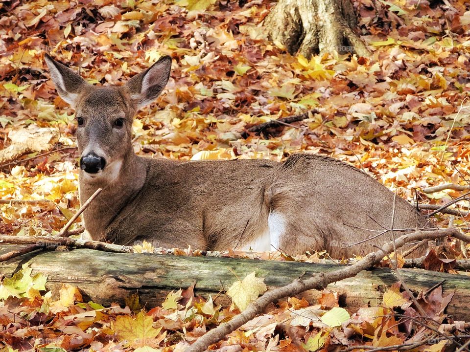 Deer Mont St-Bruno