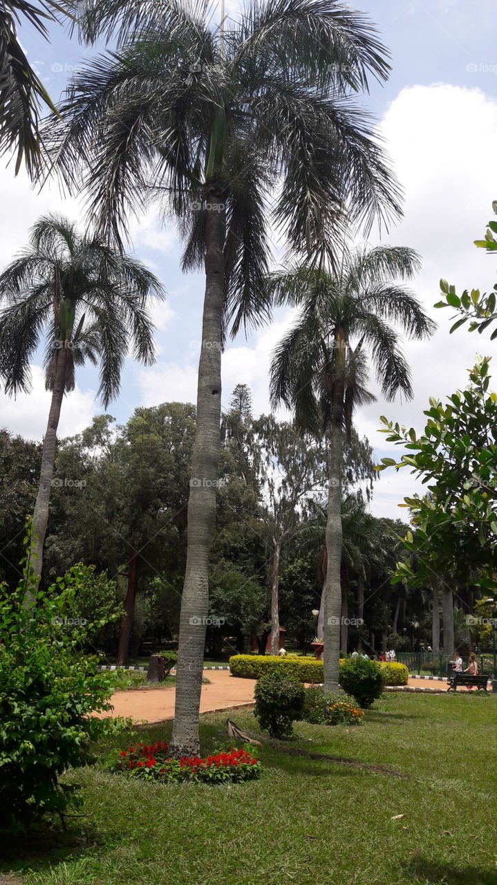 Tree, Palm, No Person, Garden, Tropical