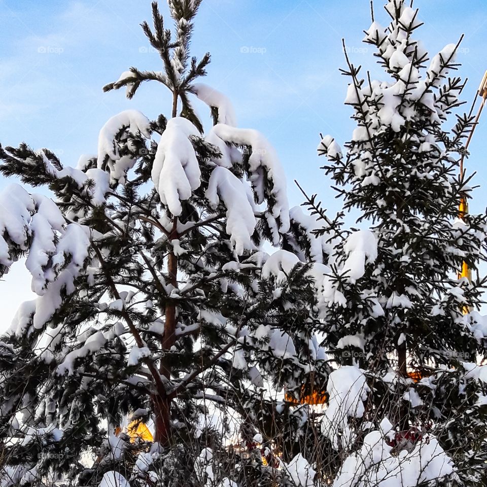Зима елочки в снегу