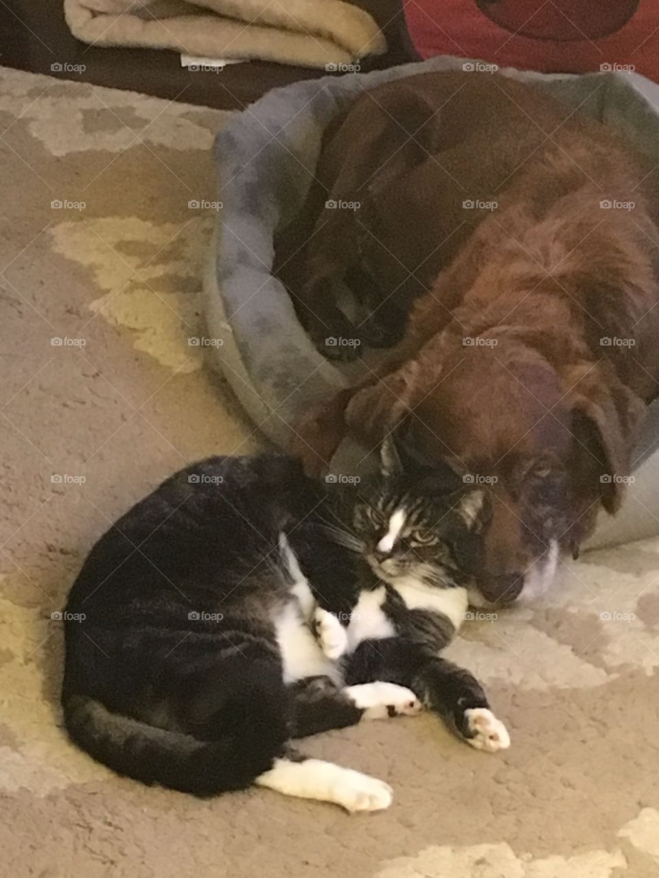 Cat snuggling with big dog brother 