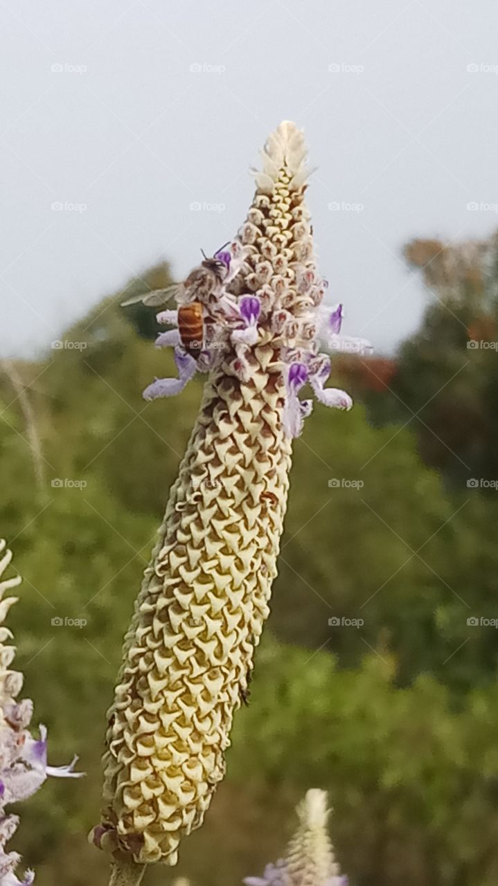 This is very very nice click and nature