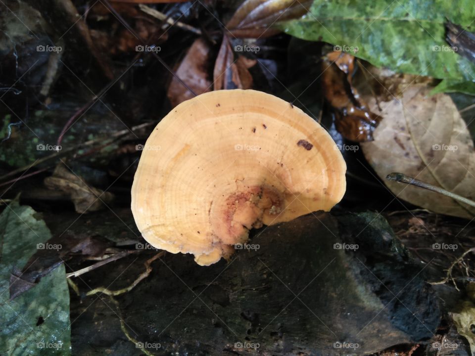 mushrooms in the singharaja rain forest .