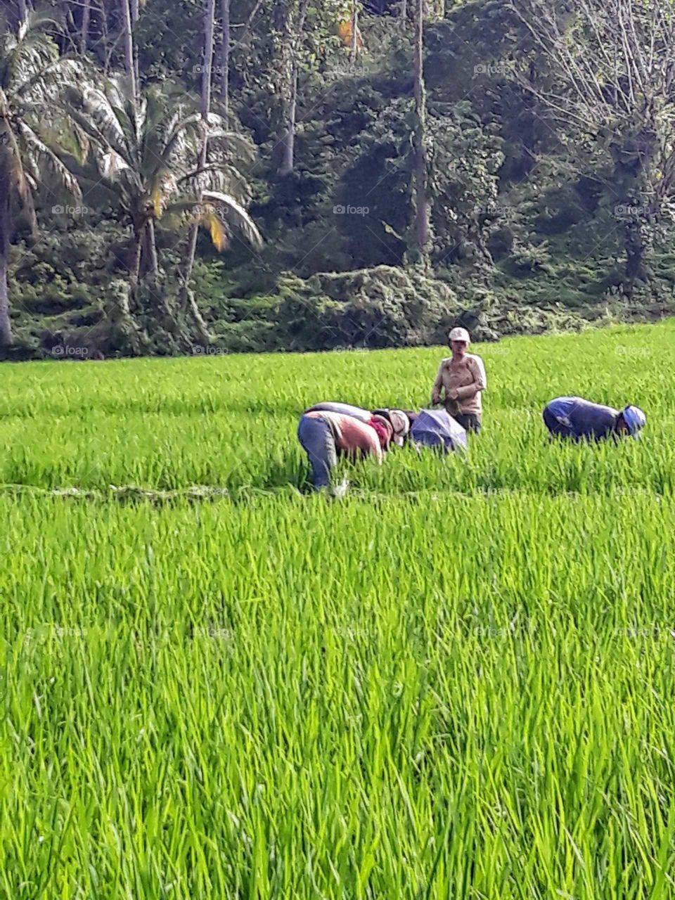 These are ladies weeding, working in my ricefield on a hot, sunny day.