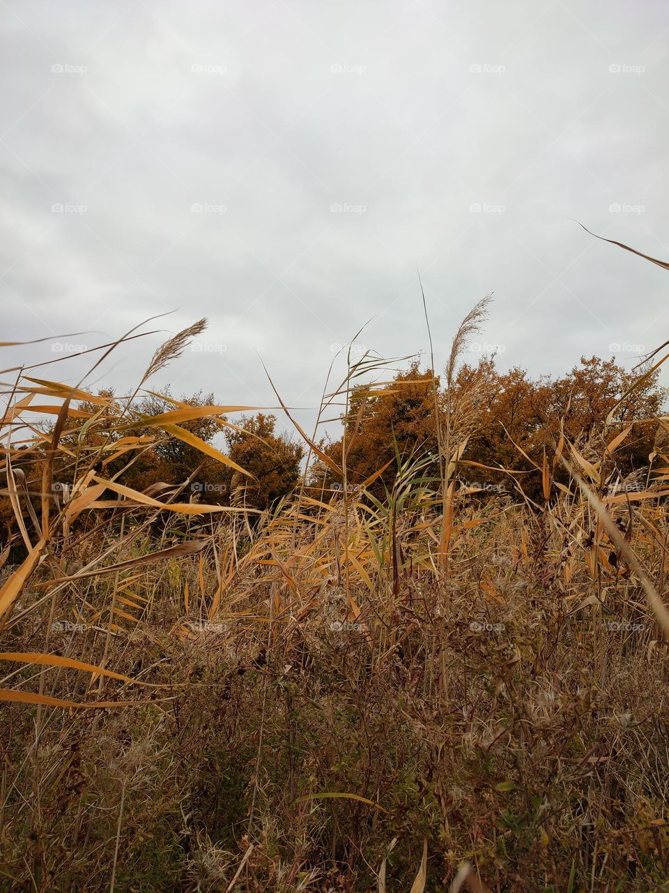 Autumn landscape, brown yellow trees afar, dried reeds, gray cloudy sky