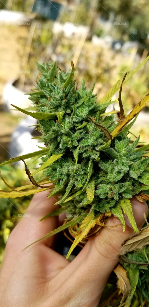 green marijuana from california