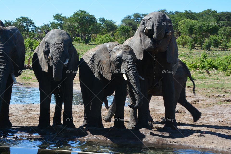 Herd of elephants at a watering hole 