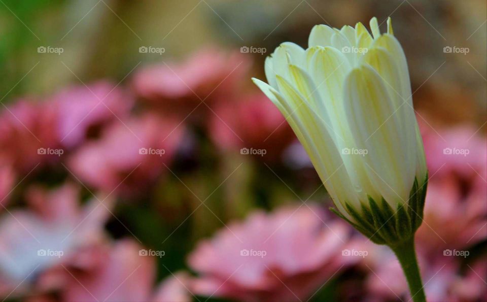 Greece photography Sun sunny spring tree nature plans flower