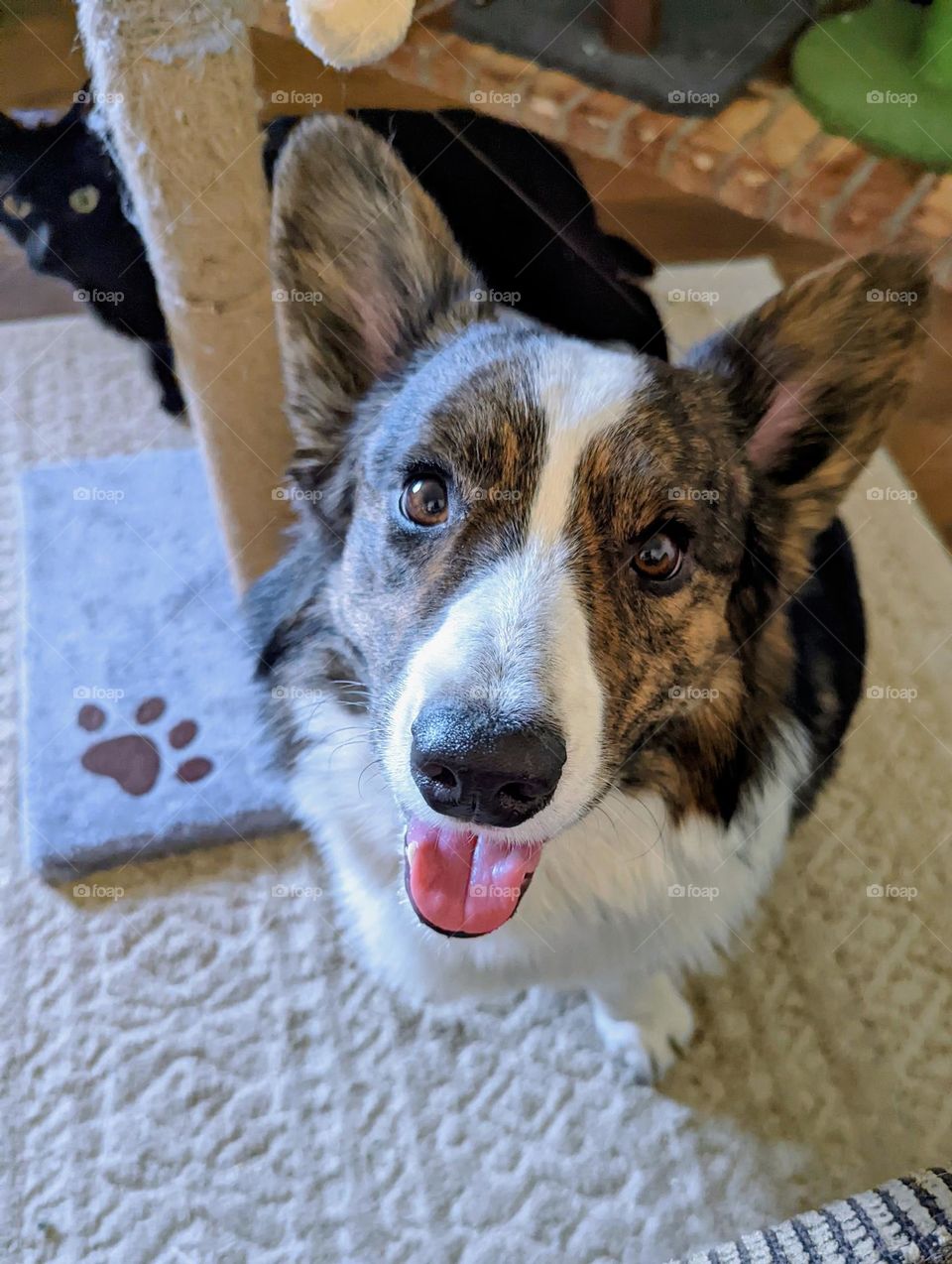 Photobombed by the cat.