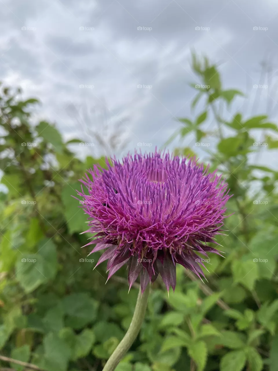 Beautiful invasion 