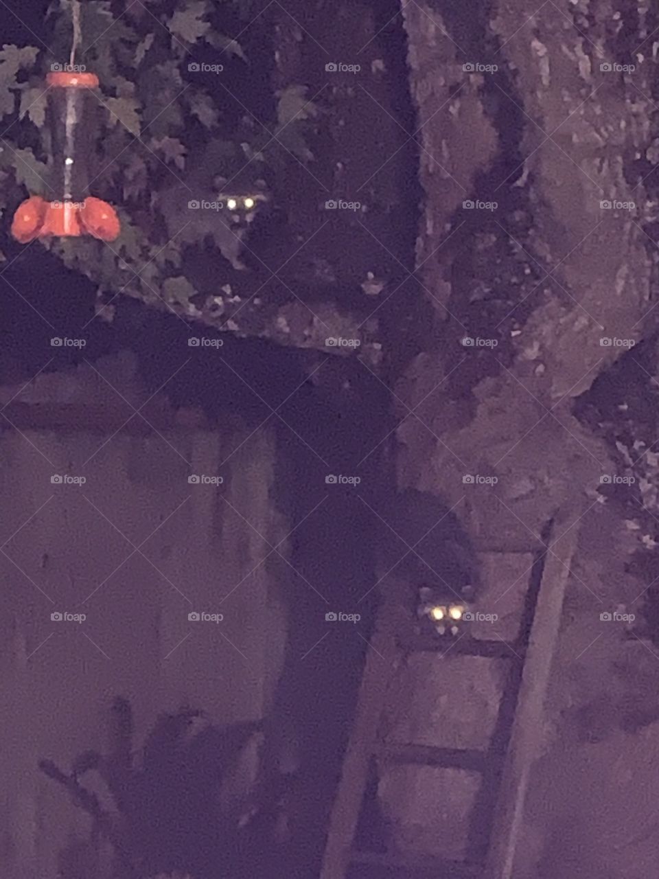 Family of raccoons visited the yard 