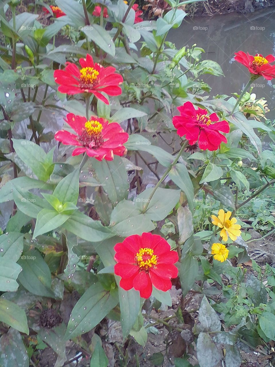 zinnia