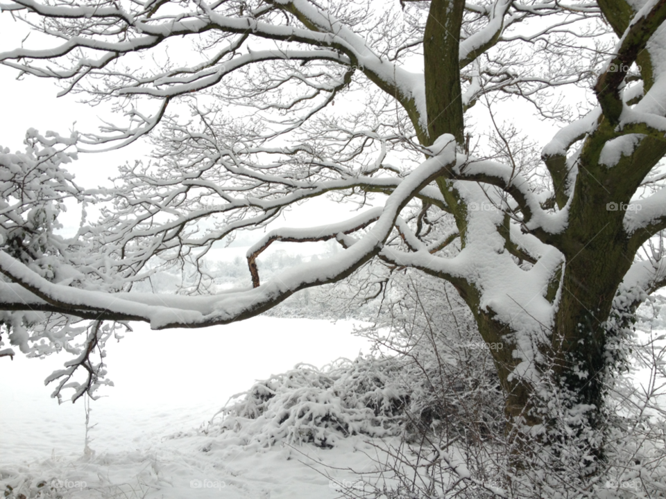 chapeltown. sheffield. england snow tree by zonder