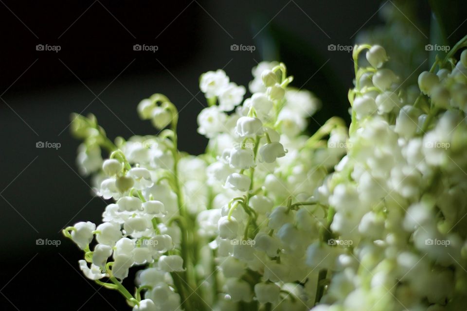 Isolated closeup of lily of the valley blossoms in sunlight