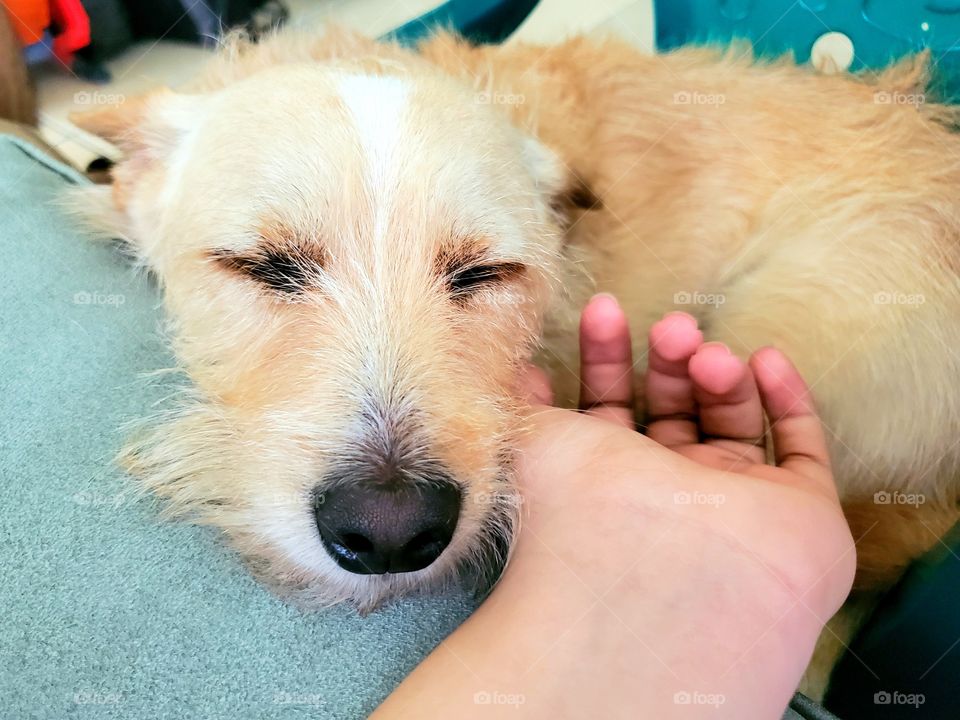 Sleepy dog and a hand