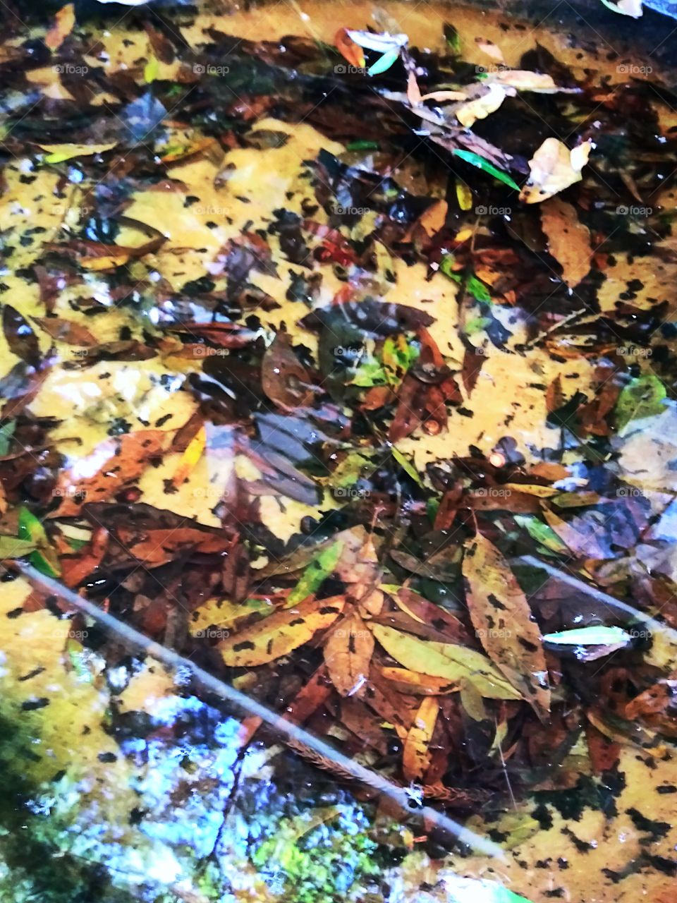 leaves in pond