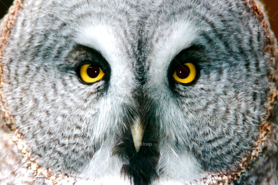 Beautiful eyes. Great gray owl.