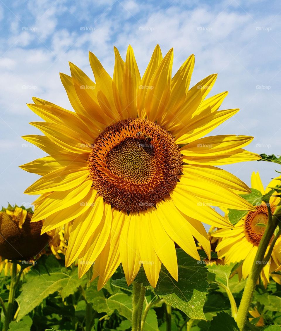 sunflowers and bee