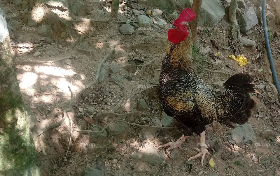 GALO CARIJÓS CURRAL