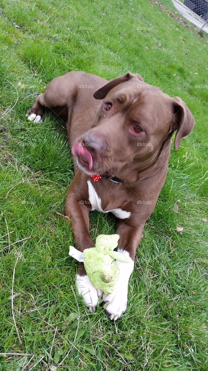 Remy and the frog. My rescue pup and his froggie friend. 