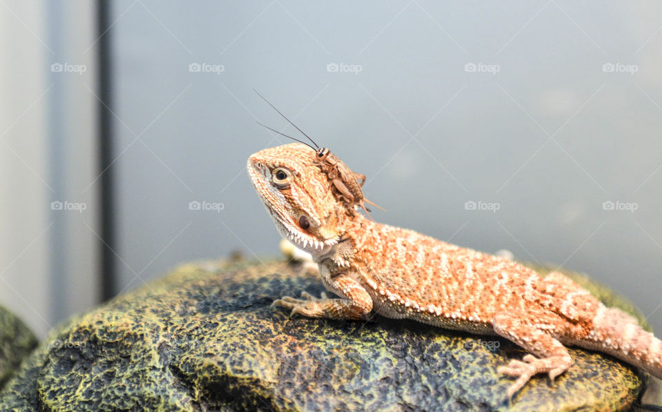 Close-up image of a pet bearded dragon lizard with a cricket sitting on his head