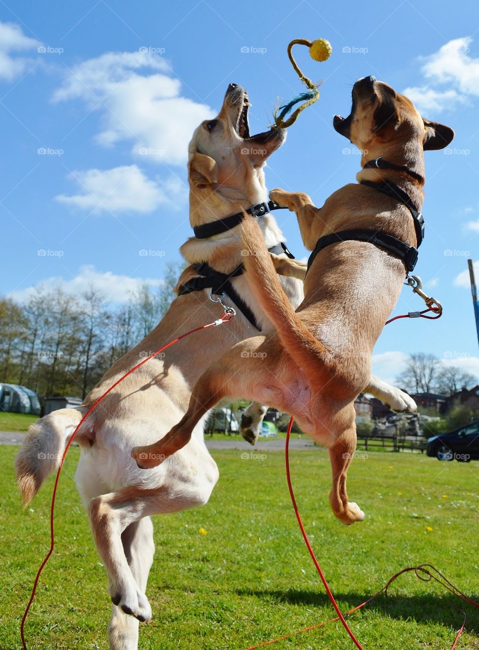 Two dog playing with dog