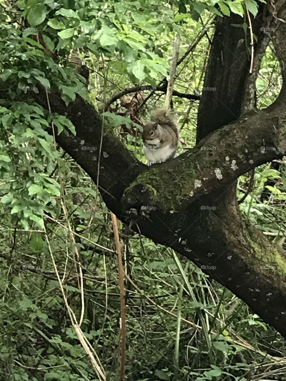 A squirrel huddled in the tree trying to get away from the rain here in Seattle.