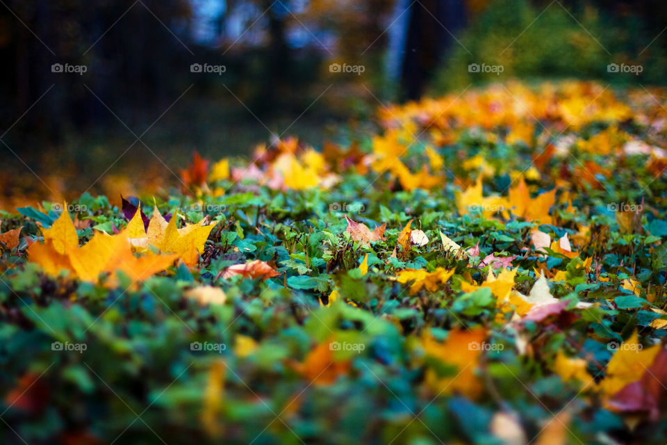 Autumn leaves