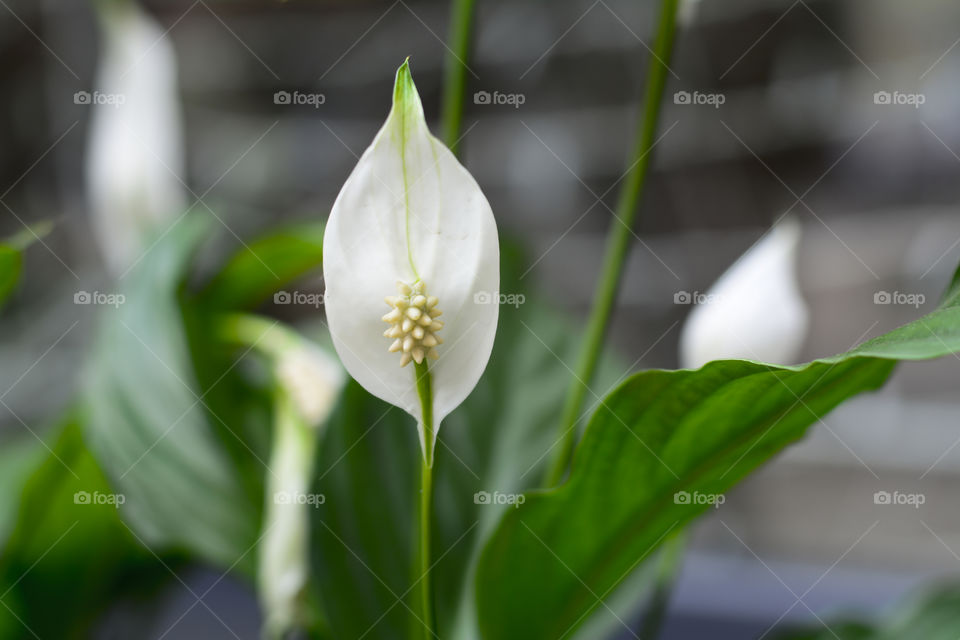 white flower