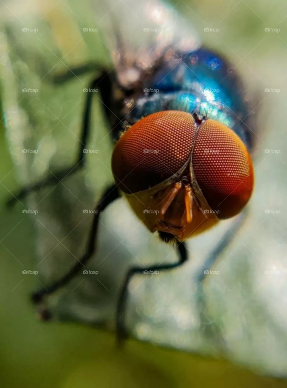 eyes