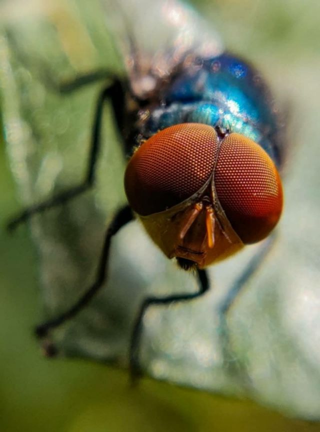 eyes