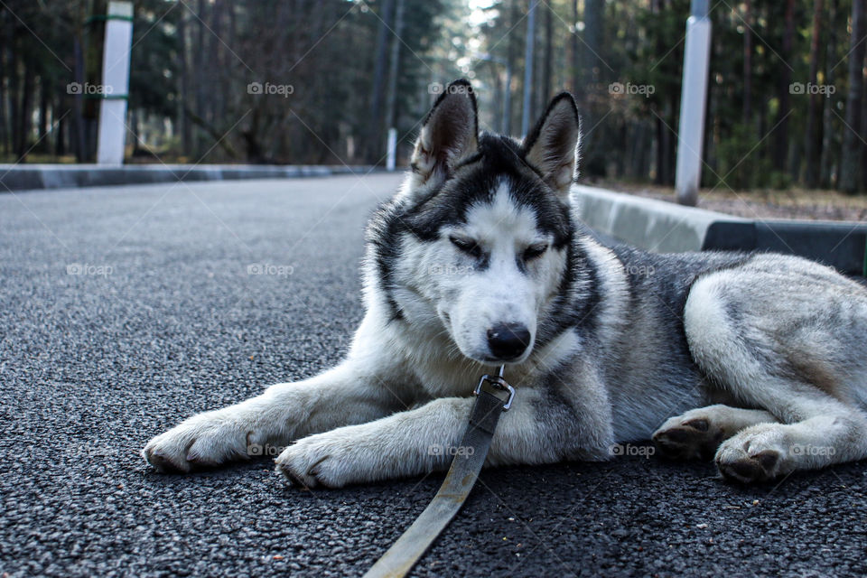 #husky #Nature #dog