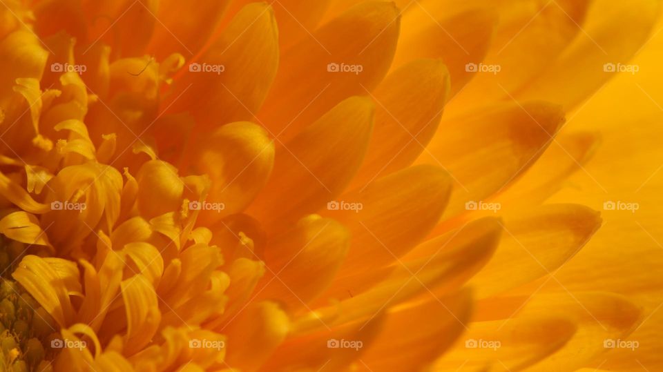 Macroaufnahme einer gelben Blüte