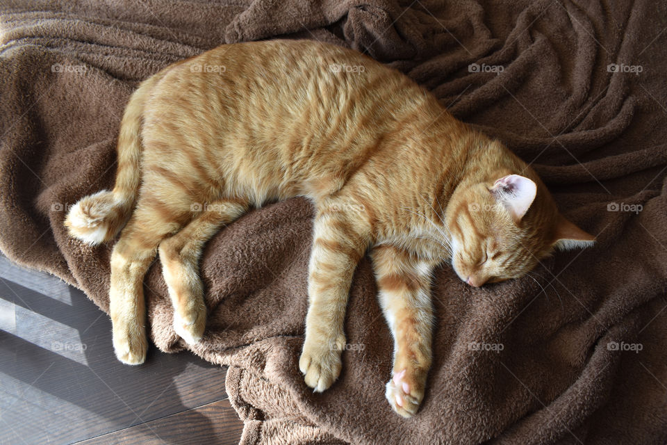 Ginger cat sleeping on a soft brown blanket.
