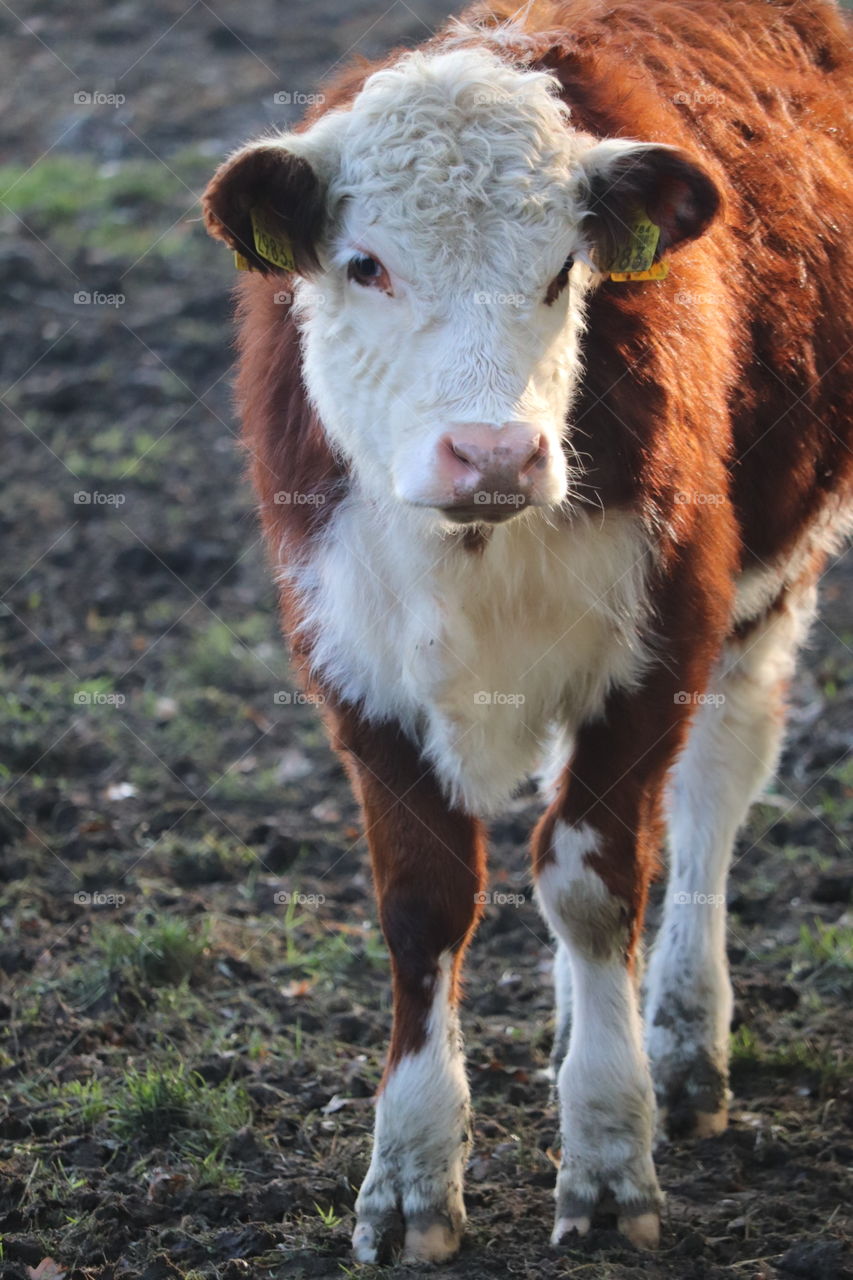 Cow Veluwezoom 