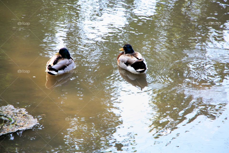 reflecting ducks