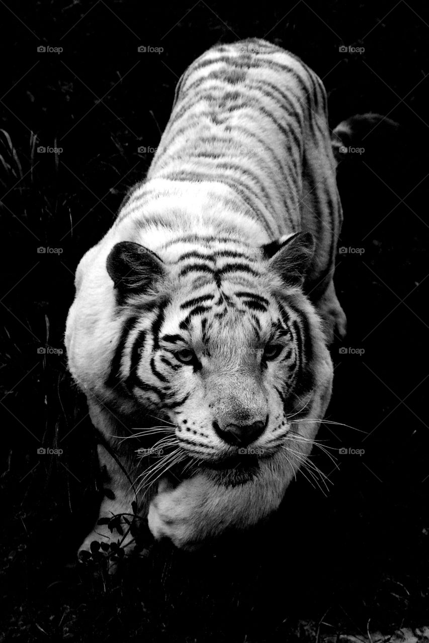 white tiger attacking. A white tiger attacking the tour bus in the wild animal zoo, china.